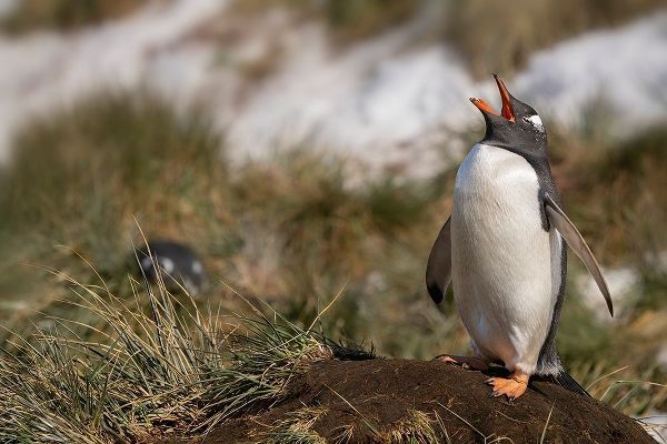 Antarctica-South Georgia Island-Bay of Isles Gentoo penguin calling for its mate